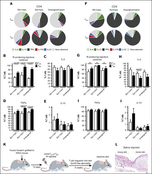 Human TCMhave potent effector functions, home to skin, and induce dermatitis in human engrafted mice. (A,F) Both CD4+ and CD8+ TCM produced T-cell signature inflammatory cytokines. Cytokine production was assayed by CyTOF following stimulation with phorbol 12-myristate 13-acetate/ionomycin. Production of TH1/TC1 (IFN-γ), TH2/TC2 (IL-4, IL-13), TH17/TC17 (IL-17A), TH22/TC22 (IL-22) signature cytokines by TCM and TEM is shown. Figures represent the mean of 6 donors. (B,G) Total production of signature cytokines by TCM (white bars) compared with TEM from the same donors (black bars) for (B) CD4+ and (G) CD8+ T cells. (C-E,H-J) Production of IL-2, TNF-α, and IL-10 by (C-E) CD4+ and (H-J) CD8+ T cells is shown. The mean and SEM of 6 donors are shown. (K-W) Human TCM home to skin and induce an inflammatory dermatitis comparable to TEM in human engrafted mice. (K) The human engrafted mouse experimental model. (L-P) Hematoxylin and eosin evaluation of human skin grafts 3 weeks after injection of (L-M) saline, (N) TEM, (O) TCM, or (P) naive T cells. TCM homed to human skin grafts and induced T-cell–mediated inflammatory dermatitis. (P) Injection of naive T cells led to minimal inflammation. (Q-S) The inflammatory patterns induced by purified TCM included (Q) interface dermatitis, (R) spongiotic dermatitis, and (S) epidermal necrosis. Results shown are representative of those obtained with 6 different human blood cell donors. (T) T-cell migration into the skin as assessed by NanoString CD3/CD4/CD8 gene expression analysis was comparable in TCM- and TEM-injected mice. (U-V) The production of inflammatory T-cell cytokines in skin (TNF-α, IFN-γ, IL-17A, and IL-22) and cytotoxic effector molecules (PRF1, perforin; GZMA, granzyme A; GZMB, granzyme B) was comparable in TCM- and TEM-injected mice. (W) Production of inflammatory chemokines in skin was comparable in TCM- and TEM-injected mice. For panels T-W, the mean and SEM of messenger RNA copies detected by NanoString analyses from 6 different human TCM/TEM donors are shown. Scale bars, 100 μm. GVHD, graft-versus-host disease; NS, normal skin; ns, not significant.