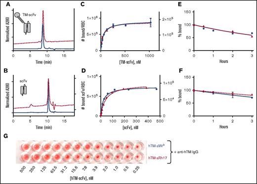 Figure 1. Characterization of aRh17 and aWrb ligands and their binding to human RBCs. Representative size-exclusion HPLC analysis of (A) hTM-scFv fusions and (B) scFvs alone directed to band 3/GPA (aWrb, solid blue lines) and RhCE (aRh17, dashed red lines) demonstrates high purity of recombinant proteins and elution times consistent with theoretical molecular weights. Direct binding assays with radiolabeled proteins demonstrates high affinity and Bmax (supplemental Table 1) consistent with reported copy number of the surface targets for both the (C) hTM-scFv fusions and the (D) scFv antibodies. No significant nonspecific binding to control murine RBCs was seen. Representative data of 3 independent experiments are shown. Ligand dissociation studies demonstrated slow dissociation kinetics (>50% bound at 3 hours) for both the (E) TM-scFv fusions and (F) scFv antibodies. (G) Binding assay by hemagglutination techniques demonstrated that when anti-hTM IgG antibody (100 nM) was added to RBC prebound with the indicated concentration of hTM-scFv fusions, agglutination was observed when ∼1000 copies of hTM would be expected on the surface. Representative data of 3 independent experiments are shown. No agglutination was seen with RBCs treated with either scFv or hTM-scFv alone or with mouse, rat, or pig RBCs treated with scFv or hTM-scFv followed by anti-hTM.