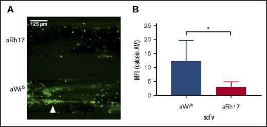 Figure 7. Whole blood treated with aWrb scFv shows increased platelet adhesion in response to flow over TNF-α–activated endothelium compared with blood treated with aRh17. (A) Representative image of endothelialized channels subjected to flow with either (top) aWrb scFv treated whole blood or (bottom) aRh17 scFv treated whole blood. Blood was collected in citrate with corn trypsin inhibitor, incubated with scFv (500 nM) for 15 minutes, recalcified, and flowed over channels for 15 minutes after which images were captured across the channels. Prior to flow, platelets and leukocytes were stained by addition of calcein AM dye. (B) Quantification of the experiments in panel A (mean fluorescence intensity) demonstrates a significant increase in calcein AM signal in the aWrb scFv–treated blood but not aRh17 scFv (n = 4, *P < .05, 1-way ANOVA).