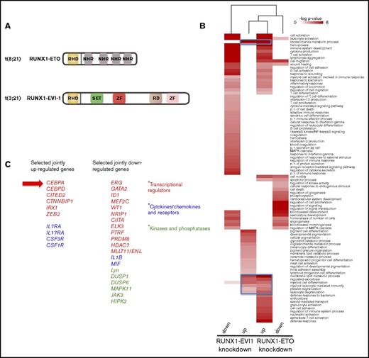 Figure 1. Response to knockdown of RUNX1-EVI-1 and RUNX1-ETO converges on a C/EBPα-driven differentiation program. (A) Structure of RUNX1-EVI1 and RUNX1-ETO. NHR, nervy homology region; RD, proline-rich repressive domain; RHD, Runt homology domain; SET, Su(var)3-9 and enhancer of zeste and trithorax; ZF, zinc finger domain. (B) Hierarchical clustering of GO terms for upregulated or downregulated genes (1.5-fold difference) after either RUNX1-EVI1 or RUNX1-ETO knockdown compared with control siRNA. Expression after treatment was measured after 10 days in SKH-1 cells or 4 days in Kasumi-1 cells. The blue box identifies GO terms commonly upregulated after knockdown of both RUNX1-ETO and RUNX1-EVI1. (C) Selected examples of upregulated or downregulated genes.