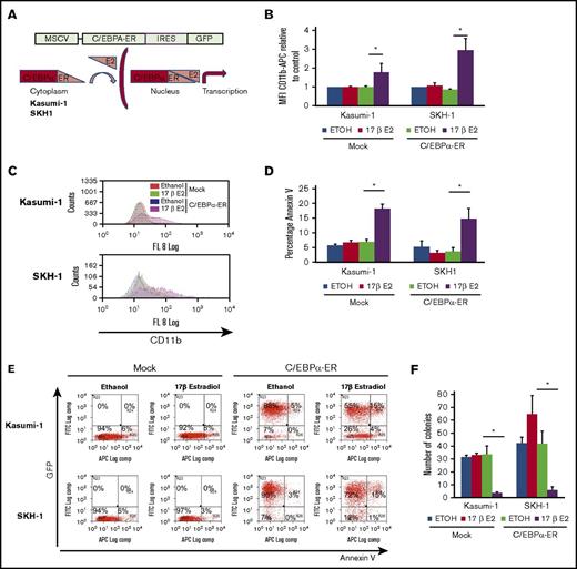 Figure 2. C/EBPα overexpression drives cells into differentiation and apoptosis. (A) C/EBPα-ER fusion translocates to the nucleus when bound to 17β-estradiol (E2). (B-C) Flow cytometry of mock or C/EBPα-ER–transduced Kasumi-1 or SKH-1 cells treated with either ethanol (ETOH) or 10 nM-1μM E2 for 2-4 days. (B) Mean fluorescence intensity (MFI) (median) of CD11b and annexin V conjugated to allophycocyanin (APC) staining relative to ethanol treated, mock transduced Kasumi-1 or SKH-1. The graph shows the mean of 3 independent experiments with standard error of the mean (SEM). *P < .05, paired Student t test. (C) Representative overlay of flow cytometry histograms of cells stained with CD11b-APC. (D-E) Annexin-V APC in mock-treated or C/EBPα-ER–transduced Kasumi-1 or SKH-1 cells treated with either vehicle (ethanol) or 10 nM E2 followed by flow cytometry (2 days in SKH-1, 4 days in Kasumi-1). (D) Percentage of Annexin-V–positive cells. Mean and SEM of 3 independent experiments. *P < .05 by paired Student t test. (E) Representative plots are shown. C/EBPα-ER–transduced cells express GFP. (F) Kasumi-1 or SKH-1 cells were either mock treated or transduced with C/EBPα-ER virus. Induced and uninduced transduced cells were treated (2 days in SKH-1, 4 days in Kasumi-1) before plating on methylcellulose culture. Colonies of >20 cells were counted between 7 and 11 days after plating. The graph shows the mean of at least 4 experiments, with error bars representing SEM. *P < .05 by paired Student t test.