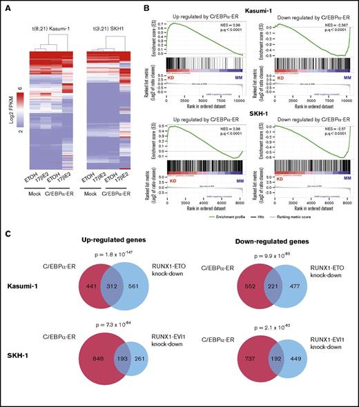 Figure 3. C/EBPα induction and CBF fusion protein knockdown induce similar changes in the transcriptional program. (A) Hierarchical clustering of RNA-seq data by log2 fold FPKM (fragments per kilobase of transcripts per million mapped reads) values of genes differentially expressed (twofold change) after C/EBPα induction by E2 or vehicle as indicated (4 days for Kasumi-1 and 2 days for SKH-1). (B) Comparison of up- and downregulated genes after C/EBPα-ER induction in Kasumi-1 and SKH1 cells with genes changing expression after RUNX1-ETO and RUNX1-EVI1 knockdown (KD) or control siRNA treatment (MM). (C) Number of genes changing expression at least 1.5-fold after C/EBPα induction in Kasumi-1 and SKH1 cells as compared with RUNX-EVI1 or RUNX1-ETO knockdown. The P values in panel C were calculated with Fisher’s exact test using the total set of genes expressed in each condition as the background.
