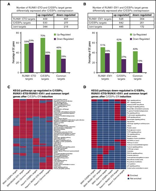 Figure 5. C/EBPα induction drives similar pathways in both cell lines. (A-B) C/EBPα induction predominantly upregulates target genes in both Kasumi-1 and SKH1 cells. Table showing numbers of either (A) upregulated or (B) downregulated genes, which are bound by either RUNX1-ETO or RUNX1-EVI1, with and without C/EBPα. Bar graph showing this data as a percentage of differentially expressed genes. (C-D) Enriched KEGG pathways identified from genes differentially expressed after C/EBPα induction and bound by either C/EBPα, RUNX1-ETO, or RUNX1-EVI1. KEGG pathway from (C) upregulated genes and (D) downregulated genes.