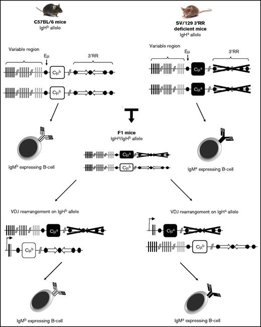 Figure 1. Backcross for aΔ3′RR /bwt and awt /bwt mice, and membrane expression of IgMa or IgMb allele by B cells. The equilibrium between IgMa- or IgMb-expressing B cells will be disrupted if the expression of the 3′RR-deleted allele impedes B-cell development. Lowered number of IgMa-expressing B cells in aΔ3′RR/bwt mice thus will demonstrate that deletion of the 3′RR alters B-cell development or recruitment.