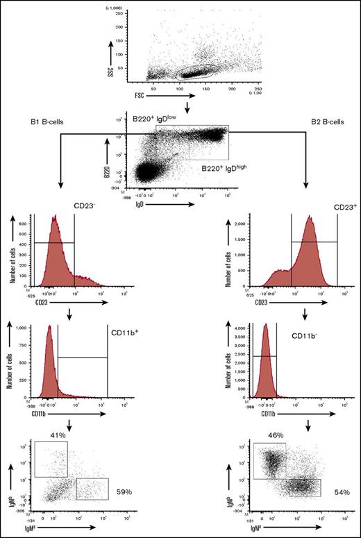 Figure 2. Flow cytometry for mouse B1 and B2 B cells. B1 and B2 B cells are distinguished on the basis of membrane cell surface markers. B1 B cells are B220lowIgMhighIgDlowCD23−CD11b+/low, whereas B2 B cells are B220highIgMhighIgDhighCD23+CD11b−.2,4,20