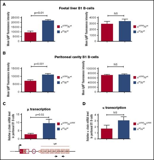 Figure 5. Effect of the 3′RR on BCR intensity and μ transcription in B1 B cells. (A) IgMa and IgMb intensities on the membrane of fetal liver B1 B cells. Results are reported as means ± SEM. Mann-Whitney U test for significance. Four aΔ3′RR/bwt and five awt/bwt mice were investigated. NS: not significant. (B) IgMa and IgMb intensities on the membrane of peritoneal cavity B1 B cells. Seven aΔ3′RR/bwt and seven awt/bwt mice were investigated. (C) μ transcription in sorted peritoneal cavity B1 B cells of 3′RR-deficient mice and wt mice. Four separate experiments with pooled peritoneal cells from 4 to 6 mice for each genotype. Values were normalized to GAPDH transcripts. Locations of PCR primers are indicated in the scheme. (D) κ transcription in sorted peritoneal cavity B1 cells of 3′RR-deficient mice and wt mice. Same mice as in panel C.