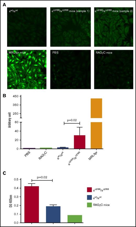 Figure 6. NIgM in sera of 3′RR-deficient mice and wt mice. (A) Indirect immunofluorescence assay for detection of NIgM. Sera from wt and 3′RR-deficient mice were investigated on Hep-2 cell-coated slides. Because reduced circulating IgM levels were found in 3′RR-deficient mice, sera were adjusted at 20-μg/mL IgM. MLR/lpr and RAGγC sera were used as positive and negative controls, respectively (1/10 dilution). Representative experiments from 1 to 5 sera per genotypes. Original magnification ×20. (B) Data, expressed as means ± SEM of the indicated number (n) of values, were analyzed using Prism software (GraphPad Software, La Jolla, CA). Significance was calculated with a nonparametric Mann-Whitney U test. PBS signal was arbitrary quoted to 1. (C) ELISA for detection of NIgM against kidney cell lysates. Sera from 3′RR-deficient and wt mice were adjusted at 20-μg/mL IgM. Data are reported as means ± SEM of 4 sera. *P = .02, Mann-Whitney U test for significance. A RAGγC serum was used as a negative control (1/10 dilution) to define baseline value.