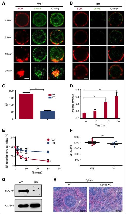 Figure 1. Dock8 is involved in BCR activation and internalization. We incubated murine splenic WT or Dock8 KO B cells with AF546–mB-Fab′–anti-Ig, to mimic sAg, for 10 minutes at 4°C to label the BCR. Then, the cells were incubated either with streptavidin or with the medium alone (0 minutes) as a control at 37°C for varying lengths of time. (A-B) After fixation and permeabilization, the cells were stained for Dock8 and analyzed using confocal microscopy (CFm). (C) The expression levels of Dock8 in WT and KO B cells quantified using NIS-Elements AR 3.2 software. (D) The correlation coefficient between BCR and Dock8 was quantified using NIS-Elements AR 3.2 software. Shown are representative images in which more than 50 cells were individually analyzed using NIS-Elements AR 3.2 software; mean values (±SD) are from 3 independent experiments. (E) Flow cytometry analysis of BCR internalization by quantifying the percentage of biotin-F(ab′)2–anti-Ig–labeled BCR remaining on the cell surface after the 37°C chase. Shown are the average percentages (±SD) from 3 independent experiments. (F) Flow cytometry analysis of BCR intensity of splenic WT or Dock8 KO B cells. (G) Western blot of Dock8 from the splenocytes of WT and Dock8 mice; glyceraldehyde-3-phosphate dehydrogenase was used as a loading control. (H) Hematoxylin and eosin staining of spleen from WT and Dock8 KO mice (19-23 weeks old). Scale bars, 2.5 μm. *P < .01; **P < .001; ***P < .0001. NS, not significant.