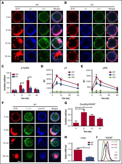 Figure 2. The levels of tyrosine and Btk phosphorylation in BCR clusters in response to sAg is reduced in Dock8 KO B cells. Murine splenic B cells were incubated with AF546–mB-Fab′–anti-Ig without or with streptavidin (sAg) at 4°C, washed, and warmed to 37°C for varying lengths of time. After fixation and permeabilization, the cells were stained for pY, pBtk, Dock8, WASP, and pWASP and were analyzed using CFm (A-B,F) or flow cytometry (D-E,I). The Pearson’s correlation coefficients between BCR and pY/pBtk (C) or between BCR and Dock8/pWASP (G) staining in sAg-stimulated cells were determined using NIS-Elements AR 3.2 software. (H) Real-time PCR to examine the mRNA expression levels of wasp in sorted Dock8 B cells. Flow cytometry analysis of the MFI of pY and pBtk in splenic B cells after stimulation with sAgs (D-E) or the MFI of WASP in splenic B cells without stimulation (I). Shown are representative images in which more than 50 cells were individually analyzed using NIS-Elements AR 3.2 software, and mean values (±SD) are from 3 independent experiments. Scale bars, 2.5 μm. *P < .01; **P < .001. ISO, isotype control.