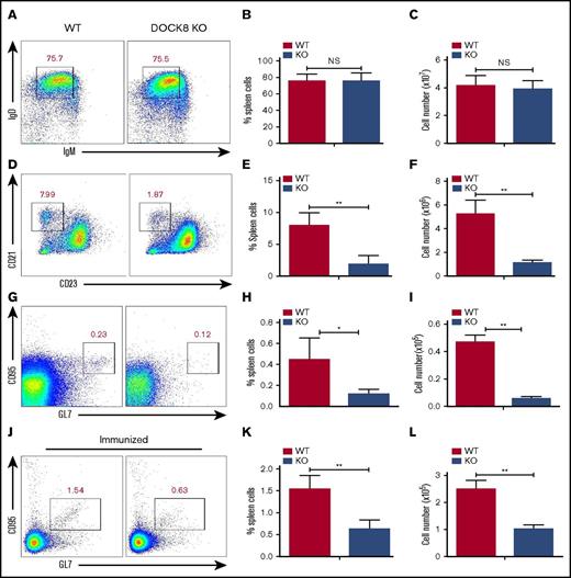 Figure 4. The differentiation of marginal-zone and germinal-center B cells is reduced in Dock8 KO mice. B cells from nonimmunized and immunized WT (n = 5) and Dock8 KO (n = 5) mice were stained with labeled Abs specific for surface markers of FO, MZ, and GC B cells. Gating strategy was as follows: FO B cells (IgM-IgD+), MZ B cells (CD23lowCD21high). Anti-mouse Abs and reagents used to stain splenic MZ B cells included allophycocyanin (APC) anti-CD21 (BioLegend), fluorescein isothiocyanate (FITC) anti-B220 (BioLegend), and phycoerythrin (PE) anti-CD23 (BD Biosciences). Anti-mouse Abs and reagents to stain splenic GC B cells included FITC-anti-CD95 (BD Biosciences), APC-anti-GL7, and PerCP-Cy5.5-anti-B220 (BD Biosciences). Anti-mouse Abs and reagents used to stain FO B cells included FITC-anti-B220, Percp-Cy5.5-anti-IgD (BioLegend), and Efluor450-anti-IgM (eBioscience) at 4°C. Then, samples were analyzed by flow cytometry. Shown are representative dot plots (A,D,G,J) and the average percentages (+SD) and numbers of cells extracted from the spleen (B-C,E-F,H-I,K-L) of 3 independent experiments. *P < .01; **P < .001.