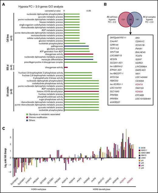 Figure 1. Glycolysis-associated genes and H3K9 histone demethylases are upregulated under hypoxia in MM. (A) Gene ontology analysis of hypoxia-inducible genes (normoxia vs hypoxia expression, fold change >2.0) of 5 cell lines (RPMI-8226, KMS-11, KMS-12-BM, MM.1S, and U266) and samples from patients MM (n = 4) cultured in normoxia or chronic hypoxia (1% O2) for 48 hours. (B) Commonly upregulated genes (fold change >2.0) in both cell lines and primary samples. (Upper) Diagram showing number of upregulated genes. (Lower) Gene symbols of upregulated genes. Red genes: H3K9 demethylases. (C) Quantitative gene expression change of H3K9 methylases and demethylases under chronic hypoxia. Y-axis: log2-scale FC (fold change). Pt, primary sample.