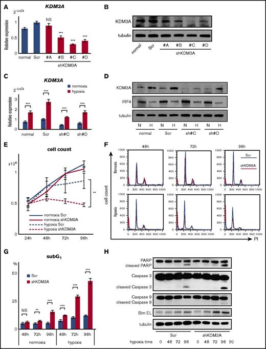 Figure 3. Knockdown of KDM3A leads myeloma cells to induce apoptosis under chronic hypoxia in MM. (A) qRT-PCR of KDM3A for U266 cell line stably transduced with shKDM3A#A, #B, #C, #D, and control scrambled shRNA (Scr). Bars represent mean ± 95% CI of 3 independent experiments. ***P < .001. Student t test was used to test for significance. (B) Western blot analysis of KDM3A for U266 cell line stably transduced with shKDM3A#A, #B, #C, #D, and control scrambled shRNA (Scr). (C) qRT-PCR of KDM3A for U266 cell line stably transduced with shKDM3A#C, #D, and control Scr and cultured in normoxia or hypoxia (1% O2) for 48 hours. Bars represent mean ± 95% CI of 3 independent experiments. ***P < .001. Student t test was used to test for significance. (D) Western blot analysis of KDM3A and IRF4 for U266 cell line stably transduced with shKDM3A#C, #D, and control Scr and cultured in normoxia or hypoxia (1% O2) for 48 hours. H, hypoxia; N, normoxia. (E) Cell count of U266 cells stably transduced with shKDM3A#C or control Scr and cultured in normoxia or hypoxia (1% O2; 24, 48, 72, and 96 hours). Cells (0.5 × 106) were cultured at 0 hours. Bars represent mean ± 95% CI of 3 independent experiments. **.001 ≤ P < .01. Student t test was used to test for significance. (F) Cell cycle analysis of U266 cells stably transduced with shKDM3A#C or control Scr and cultured in normoxia or hypoxia (1% O2; 48, 72, and 96 hours). X-axis: intensity of propidium iodide (PI). Y-axis, cell count. (G) SubG1 cells (%) of U266 cell line stably transduced with shKDM3A#C or control Scr and cultured in normoxia or hypoxia (1% O2; 48, 72, and 96 hours). Bars represent mean ± 95% CI of 3 independent experiments. **.001 ≤ P < .01; ***P < .001. Student t test was used to test for significance. (H) western blot analysis of PARP, cleaved PARP, Caspase 3, cleaved Caspase 3, Caspase 9, cleaved Caspase 9, and Bim for U266 cells stably transduced with shKDM3A#C or control scrambled shRNA (Scr) and cultured in hypoxia (1% O2; 0, 48, 72, 96 hours).