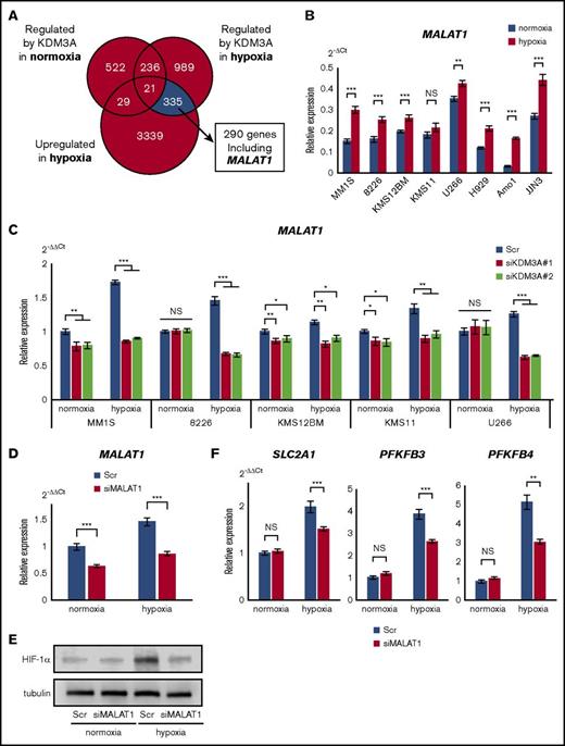 Figure 4. KDM3A upregulates MALAT1, which contributes to glycolytic activation via HIF-1α stabilization under hypoxia in myeloma cells. (A) Number of probes under indicated conditions: blue area shows region of genes upregulated under hypoxia and regulated by KDM3A only under hypoxia (cell line: U266, data uploaded at GSE96858). (B) qRT-PCR of MALAT1 for indicated cell lines cultured in normoxia or hypoxia (1% O2) for 48 hours. Bars represent mean ± 95% CI of 3 independent experiments. **.001 ≤ P < .01; ***P < .001. Student t test was used to test for significance. (C) qRT-PCR of MALAT1 for indicated cell lines transiently transduced with siKDM3A#1, #2, and control scrambled siRNA (Scr) and cultured in normoxia or hypoxia (1% O2) for 72 hours. Bars represent mean ± 95% CI of 3 independent experiments. *.01 ≤ P < .05; **.001 ≤ P < .01; ***P < .001. Student t test was used to test for significance. (D) qRT-PCR of MALAT1 for KMS-11 cell line transiently transduced with siMALAT1 or control Scr and cultured in normoxia or hypoxia (1% O2) for 48 hours. Bars represent mean ± 95% CI of 3 independent experiments. ***P < .001. Student t test was used to test for significance. (E) Western blot analysis of HIF-1α for KMS-11 cell line transiently transduced with siMALAT1 or control Scr and cultured in normoxia or hypoxia (1% O2) for 48 hours. (F) qRT-PCR of PFKFB3, PFKFB4, and SLC2A1 for KMS-11 cell line transiently transduced with siMALAT1 or control Scr and cultured in normoxia or hypoxia (1% O2) for 48 hours. Bars represent mean ± 95% CI of 3 independent experiments. **.001 ≤ P < .01; ***P < .001. Student t test was used to test for significance.