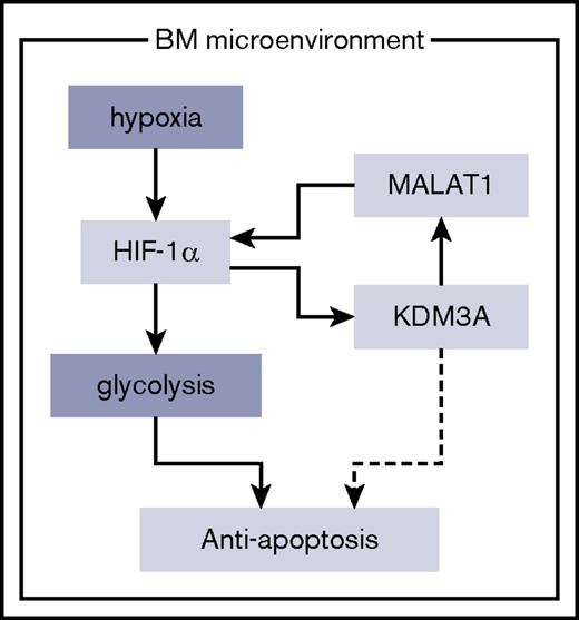 Figure 5. Schematic diagram: the HIF-1α/KDM3A/MALAT1 positive feedback loop has an oncogenic role under hypoxia in MM. HIF-1α upregulates KDM3A as well as glycolytic genes under hypoxia. This histone modulator maintenance of the expression of MALAT1 long noncoding RNA leads to accumulation of HIF-1α. This HIF-1α-KDM3A-MALAT1 positive feedback loop contributes to survival of MM cells under hypoxia via enhancing genes controlling the glycolysis pathway.