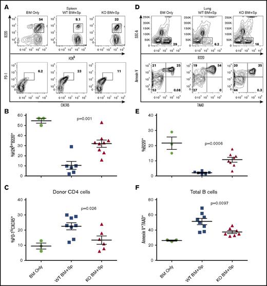 Figure 2. XBP-1 decreases B-cell recovery and promotes the TFH cell subset after allo-HCT. B10.BR recipients were treated twice with cyclophosphamide (120 mg/kg) 1 time per day on days −3, −2, and sublethally irradiated on day −1 before transplant. On day 0, mice were transplanted with TCD-BM (5 × 106 per mouse) from XBP-1flox/floxCD19Cre− (n = 10) or XBP-1flox/floxCD19Cre+ donors (n = 9) on a B6 background with (n = 19) or without (n = 4) whole splenocytes at 0.15 × 106 per mouse. On day 28 after allo-HCT, recipient mice were killed and spleens excised and processed into single-cell suspensions for flow cytometry analysis of B220+ B cells (A-B) and donor CD4+ TFH cells (PD-1hiCXCR5+) (A,C). Lungs were excised, and lymphocytes were isolated and stained for B220+ B cells (D-E) and apoptotic B cells (Annexin V+7AAD+) (D-F). Data shown in panels A and D are individual flow cytometry plots representative of each group. Data shown in panels B, C, E, and F are pooled from 2 replicate experiments. P < .05 indicates statistical significance. SSC-A, side scatter area.