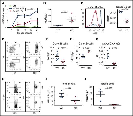 Figure 3. XBP-1 mediates B-cell activation and cGVHD pathogenicity. Lethally irradiated BALB/c mice were transplanted with TCD-BM (5 × 106 per mouse) from XBP-1flox/floxCD19Cre− (n = 21), XBP-1flox/floxCD19Cre+ (n = 15), or TBCD-BM B6Ly5.1+ (n = 10) donors on a B6 background with (n = 40) or without (n = 6) between 0.5 and 1 × 106 whole splenocytes. Mice were monitored for cGVHD clinical scores until day 60 after allo-HCT, and statistics were performed using a Mann-Whitney U test of the entire time course (A). Subsets of recipient mice were killed on day 30, and spleens were excised and processed into single-cell suspensions for flow cytometric analysis of B220+ B cells (B), CD86-expressing B cells (C), GC B cells (Fas+GL7+) (D-E), and B-cell surface IgM (D,F). Serum from peripheral blood was collected on day 30 and assayed for anti-dsDNA autoantibodies using ELISA (G). On day 30, 2 × 106 recipient splenocytes from each mouse were stimulated with lipopolysaccharide (LPS), phorbol 12-myristate 13-acetate (PMA), and Ionomycin, and B cells were intracellularly stained and analyzed for IL-12p35 and IFN-γ cytokine production (H-J). Data shown in panel A are representative clinical scoring of 3 replicate experiments. Data in panels B-D and F-J were collected from 1 subset of mice (n = 10) out of n = 40 recipients. Data in panel E are pooled from 2 independent experiments. P < .05 indicates statistical significance. MFI, mean fluorescence intensity; O.D., optical density.