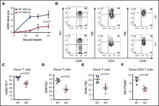 Figure 4. B-cell XBP-1 modulates T-cell activation during cGVHD. Lethally irradiated BALB/c mice were transplanted with TBCD-BM (5 × 106 per mouse) from B6Ly5.1+ mice (n = 10) with 1 × 106 whole splenocytes from XBP-1flox/floxCD19Cre-− (n = 5) or XBP-1flox/floxCD19Cre+ (n = 5), donors on a B6 background. Mice were monitored for cGVHD clinical scores after allo-HCT (A) (indicated statistical significance is a 2-tailed Student t test performed for the day 30 time point). The recipient mice were killed on day 30, and their spleens were excised and processed into single-cell suspensions for direct flow cytometric analysis of donor H2Kb PD-1 expressing CD8+ T cells (B-C) or were stimulated with LPS, PMA, and Ionomycin to detect IFN-γ–producing CD4+ (B,D) and CD8+ T cells (B,E). Data in panels A-F were collected from 1 cohort of mice (n = 10). P < .05 indicates statistical significance.