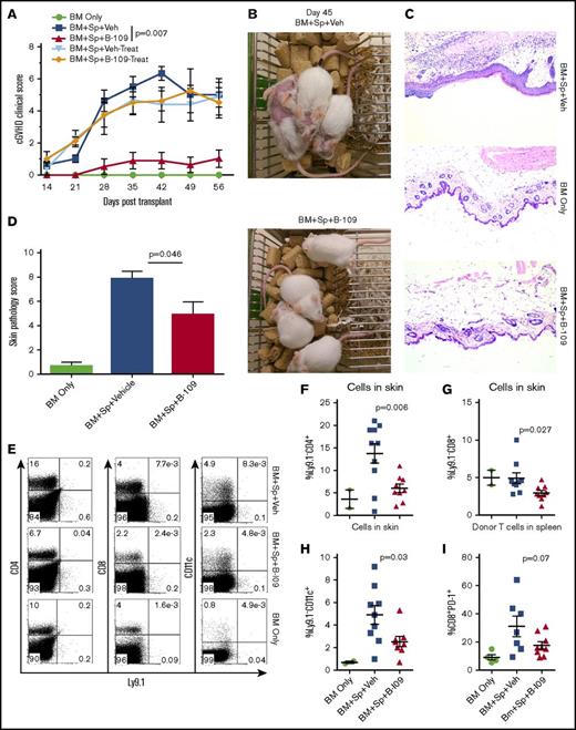 Figure 6. Pharmacologic inhibition of IRE-1α/XBP-1 prevents cGVHD in MHC-matched BMT model. Lethally irradiated BALB/c recipients were transplanted with TCD-BM (5 × 106/mouse) from B10.D2 donors with (n = 30) or without (n = 4) whole splenocytes at 5 × 106/mouse. Groups were either given no treatment (n = 4), given daily IP injection of DMSO vehicle alone starting on day 0 and continued for 3 weeks (days 0-21; n = 10) or beginning on day 21 (days 21-42; n = 5), or IP injected with B-I09 at a dose of 25 mg/kg beginning at day 0 and continued for 3 weeks (days 0-21; n = 10), or beginning on day 21 (days 21-42; n = 5). Recipient mice were monitored for cGVHD clinical scores (A) until experiment endpoint on day 60. On day 45, images were taken of prophylactically treated vehicle and B-I09 groups (B). Skin biopsies were sectioned and stained with hematoxylin and eosin (magnification ×200) (C) and analyzed by an independent pathologist for signs of cGVHD skin damage (D). On day 60, mice were killed, and spleens and trunk skin were excised for processing into single-cell suspension for flow cytometric analysis of donor CD229.1− (Ly9.1−) CD4, CD8, and CD11c lymphocyte skin infiltrates (E). Quantification of CD4 (F), CD8 (G), and CD11c (H) cells in skin is shown. Splenic donor CD8+ T cells were analyzed via flow cytometry for expression of PD-1 (I). Data shown in panels A-C are representative of 2 separate experiments. Data shown in panel D are pooled from 2 replicate experiments. P < .05 indicates statistical significance. Data in panel E are representative flow plots from 2 separate experiments, which are quantified as pooled data in panels F-I. Statistical analysis of cGVHD clinical scores was performed using a Mann-Whitney U test of the entire experimental time course. P < .05 indicates statistical significance.