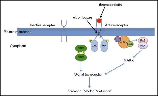 Figure 1. Important molecules for thrombopoietin signaling, including the site of eltrombopag binding. GRB2, growth factor receptor-bound protein 2; RAF, rapidly accelerated fibrosarcoma; SOS: son of sevenless.