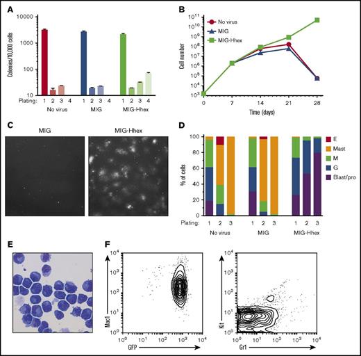Figure 1. Hhex induces self-renewal of promyelocytes. (A) Wild-type LSK cells were retrovirally transduced with empty (MIG) or Hhex-encoding retroviruses, cultured in methylcellulose in the presence of IL-3, SCF, and EPO, and colony counts determined weekly. (B) Cumulative cell counts of methylcellulose cultures as in panel A. (C) Representative fields from week 4 cultures of MIG and MIG-Hhex–transduced LSK cells (original magnification ×400). (D) Cells harvested from methylcellulose cultures at the indicated round of plating were cytocentrifuged, stained with May-Grünwald-Giemsa, and the proportion of each cell type was determined by morphological examination. Data are representative of 3 separate experiments. (E) May-Grünwald-Giemsa–stained cytocentrifuge preparation of week 4 Hhex-transformed promyelocytes (original magnification ×400). (F) Fluorescence-activated cell sorter (FACS) plots of phenotypic markers (Mac-1, Kit, and Gr-1) and GFP expression in a representative Hhex-induced promyelocyte cell line. E, erythroblast; G, neutrophilic granulocyte; M, monocyte/macrophage; pro, promyelocyte.