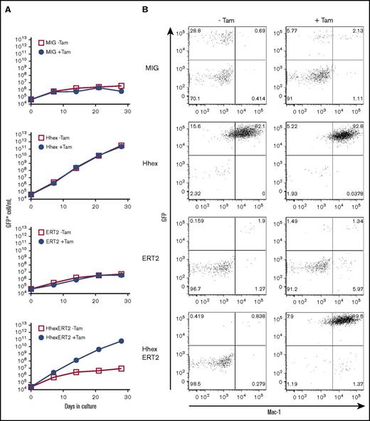 Figure 2. Promyelocyte self-renewal requires nuclear localized Hhex. (A) Growth curves showing expansion of virally transduced (GFP+) lineage marker–negative BM cells following infection with control virus (MIG) or viruses encoding Hhex, the ERT2 domain, or a Hhex-ERT2 fusion cultured in the presence of IL-3 with or without tamoxifen (Tam) to induce nuclear localization of ERT2. Data are representative of 3 separate experiments. (B) FACS analysis showing expression of Mac-1 and GFP of liquid cultures as in panel A at day 21 of culture.