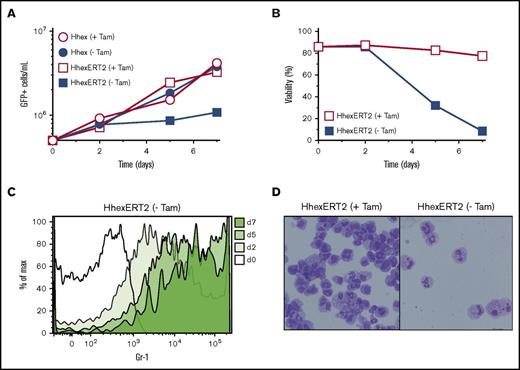 Figure 3. Promyelocyte self-renewal requires continuous nuclear Hhex expression. (A) Growth curves showing expansion of promyelocytic cell lines expressing Hhex or HhexERT2 fusion protein in the presence or absence of tamoxifen (Tam). (B) Viability of HhexERT2 cell lines cultured as in panel A, as assessed by exclusion of Fluoro-Gold. (C) Induction of the myeloid differentiation marker Gr-1 on a HhexERT2 line (as in panel A) upon culture without tamoxifen (-Tam). (D) Morphology of HhexERT2-transformed promyelocytic cell line cultured in the presence or absence of tamoxifen for 7 days. Cells were stained with Wright-Giemsa (original magnification ×400). Data are representative of 2 separate experiments. Max, maximum.