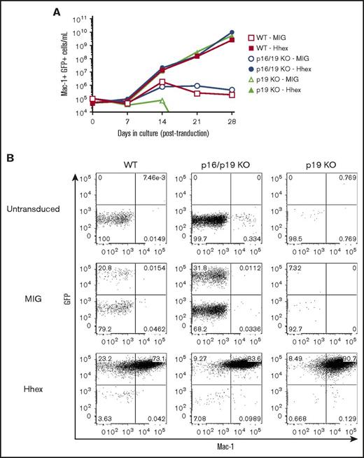 Figure 5. Hhex-induced promyelocyte transformation is independent of p16Ink4a and p19Arf. (A) Growth curves showing expansion of wild-type (WT), Cdkn2a-knockout (p16/19KO), or p19-knockout (p19 KO) Lin− myeloid progenitors, infected with either control (MIG) or Hhex-overexpressing (Hhex) retroviruses and cultured in vitro in the presence of IL-3. (B) FACS analysis of GFP and Mac-1 expression in myeloid cultures as in panel A at day 28 postinfection.