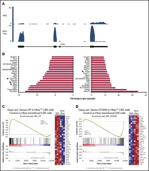 Figure 6. RNA sequencing analysis of Hhex overexpression in LSK cells. (A) RNA Seq trace showing expression of Hhex in LSK cells 2 days postinfection with control (MIG) or Hhex-expressing (MIG-Hhex) retroviruses. Units are reads per million mapped reads (RPM). (B) Waterfall plots showing RNA Seq analysis of the top 20 downregulated genes (left panel) and upregulated genes (right panel) in LSK cells 2 days postinfection with control or Hhex-expressing retroviruses (n = 3). (C-D) Inverse correlation between Hhex-overexpressing and -knockout LSK cells. Genes that are significantly upregulated (C) and downregulated (D) following Hhex deletion in LSK cells in vivo were compared in control (MIG) and Hhex-overexpressing (MIG-Hhex) LSK cells using gene set enrichment analysis. In panel C, the enrichment plot (left) demonstrates that genes upregulated in Hhex-knockout LSK cells are repressed in Hhex-overexpressing (MIG-Hhex) LSK cells, whereas the heat map (right) shows the relative expression of the top 30 genes that are both upregulated following Hhex deletion and downregulated following Hhex overexpression. In panel D, the enrichment plot (right) demonstrates that genes downregulated in Hhex-knockout LSK cells are upregulated in Hhex-overexpressing LSK cells, whereas the heat map (right) shows the relative expression of the top 30 genes that are both downregulated following Hhex deletion and upregulated following Hhex overexpression. FDR, false detection rate; NES, normalized enrichment score.