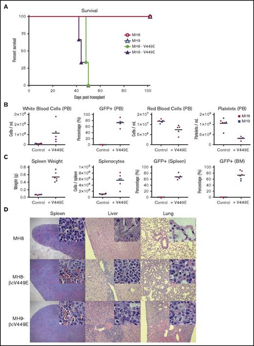 Figure 7. Growth factor independence combines with Hhex overexpression to elicit lethal promyelocytic leukemia in vivo. (A) Survival of irradiated congenic (Ly5.1) recipient mice transplanted with factor-dependent or factor-independent (V449E-expressing) MH8 and MH9 cell lines. (B) Peripheral blood (PB) profiles of leukemic mice injected with factor-independent lines (+V449E) vs control mice injected with factor-dependent lines (control) at time of sacrifice. (C) Spleen weight, splenocyte counts, and percentage of GFP+ splenocytes and BM cells in leukemic and control mice as in panel B. (D) Histological sections stained with hematoxylin and eosin showing myeloid infiltration in spleen, liver, and lung of mice transplanted with factor-independent cell lines (MH8-V449E, MH9-V449E) but not factor-dependent control (MH8). Images are at ×4 (spleen) and ×10 magnification (liver, lung). Insets are images of the same tissues at ×100 magnification.