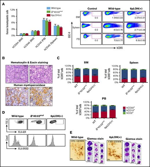 Figure 4. Engraftment of AA iPSC WT, B*40:02mut , and 6pLOH+ HSCs (CD34+ iPSC HSPCs) in immunodeficient mice. (A) Human CD34+ and CD45+ cells in different organs of young BRGS mice at 10 to 12 weeks after transplantation of WT, B*40:02mut and 6pLOH+ CD34+ iPSCs. (Left panel) The percentages of human hematopoietic cells represent the mean ± SEM of 3 WT, 2 B*40:02mut, and 3 6pLOH+ cell recipients. (Right panel) A representative set of FCM results is shown. The numbers below the gated area indicate the mean ± SEM of the positive cell percentages. (B) Human myeloid cells in the BM of a young mouse transplanted with 6pLOH+ iCD34+ cells. Representative results of (upper panel) hematoxylin and eosin staining and (lower panel) human myeloperoxidase staining are shown. (C) Engraftment of myeloid and lymphoid lineage cells in the different organs. The percentages of each cell lineage in (top left panel) the BM, (top right panel) spleen, and (bottom panel) PB are shown. The data represent the mean ± SEM of the percentages of each marker-positive cell obtained from 3 WT, 2 B*40:02mut, and 3 6pLOH+ cell recipient mice. (D) HLA expression profiles of human B cells isolated from the spleen of the transplanted mice with the indicated iCD34+, (upper panels) HLA-A2402, and (lower panels) HLA-B4002 expression by CD19+ lymphoid cells in the spleens. (E) Morphology of CFU-GEMM–derived colonies from the BM iCD34+ cells. (Left) CFU-GEMM–derived colonies and (right) the constituent cells prepared by the cytospin are shown. FSC-A, forward scatter area; FSC-H, forward scatter height.