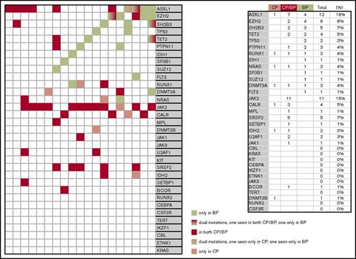Figure 2. Molecular signature in paired samples from chronic phase (CP) and blast phase (BP) disease in 19 patients with MPNs.