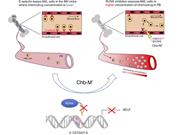 Graphical abstract for: RUNX transcription factors potentially control E-selectin expression in the bone marrow vascular niche in mice;