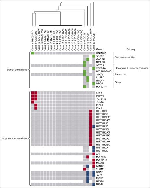 Figure 1. Somatic gene mutations and CNVs in cases of UCD and HHV8−/iMCD and FDCS associated with UCD-HVV. Depicted is an unsupervised hierarchical cluster analysis of genetic alterations in UCD, iMCD, and FDCS associated with UCD-HVV. The top portion depicts somatic mutations in all UCD, iMCD, and FDCS cases (green boxes indicate genes mutated in individual cases); the bottom portion depicts CNVs in all UCD, iMCD, and FDCS cases. CNV gains are in red, whereas CNV losses are in blue. Gray boxes indicate genes without abnormalities. White areas/boxes indicate genes not evaluated by targeted sequencing. iMCD-M, HHV8−/iMCD with mixed histology; iMCD-PC, HHV8−/iMCD with plasma cell histology.