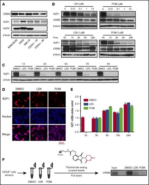 Figure 1. IMiD compounds downregulate the IKZF1 protein in human CD34+ cells. (A) The protein expression of CRBN, IKZF1, and IKZF3 was analyzed in human myeloma cell lines (RPMI-8226, H929, and MM.1S) and human CD34+ cells (Patients 1 and 2) by western blotting. (B) CD34+ cells were cultured with either LEN or POM at the indicated concentrations for 24 hours (upper) or for a short period (1-24 hours at 1 μM; bottom) or (C) a long period (1-9 days at 1 μM). Drugs were added every 2 days. The cell lysates were analyzed for IKZF1 and CRBN expression by western blotting. β-Actin was used as a loading control. (D) CD34+ cells were treated with DMSO (0.01%), LEN, or POM (1 μM) for 6 hours. The cells were then fixed and stained for IKZF1 (red color), and nuclear counterstaining was performed with DAPI (blue color). The localization of IKZF1 was observed using a Leica microscope (40×). (E) CD34+ cells were treated with DMSO (0.01%), LEN, or POM (1 μM) for the indicated times. IKZF1 mRNA levels were compared using qRT-PCR. (F) For thalidomide analog bead pull-down assays, we used a thalidomide analog coupled with FG beads (high-performance magnetic nanoparticles) to pull down the bound protein, followed by immunoblot detection of CRBN. Input, 5% of total protein from CD34+ cells before affinity bead binding; DMSO, LEN, or POM, pull-down complex from CD34+ cell extracts preincubated with DMSO (0.01%), lenalidomide, or pomalidomide (10 μM) for 15 minutes at room temperature.