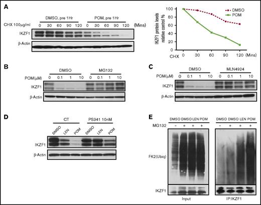 Figure 2. IMiD compounds induce the degradation of the IKZF1 protein in human CD34+ cells. Immunoblot analysis of IKZF1 or β-actin in CD34+ cells was performed in (A) CD34+ cells treated with DMSO (0.01%) or POM (1 μM) for 1 hour before the addition of cycloheximide (CHX; 100 μg/mL) for the indicated times; CD34+ cells treated with POM at the indicated concentrations with or without (B) MG132 (10 μM) and (C) MLN4924 (1 μM) for 24 hours; (D) CD34+ cells treated with DMSO (0.01%), LEN or POM (1 μM), with or without PS341 (10 nM) for 24 hours. (E) For the analysis of the ubiquitination of IKZF1, CD34+ cells were treated with MG132 (10 μM) and DMSO (0.02%), LEN, or POM (2 μM) for 2 hours. Immunoprecipitation was performed using an IKZF1 antibody, followed by western blotting with an ubiquitin antibody, indicating the protein pulled down by the IKZF1 antibody (right). (Left) Five percent total protein input.