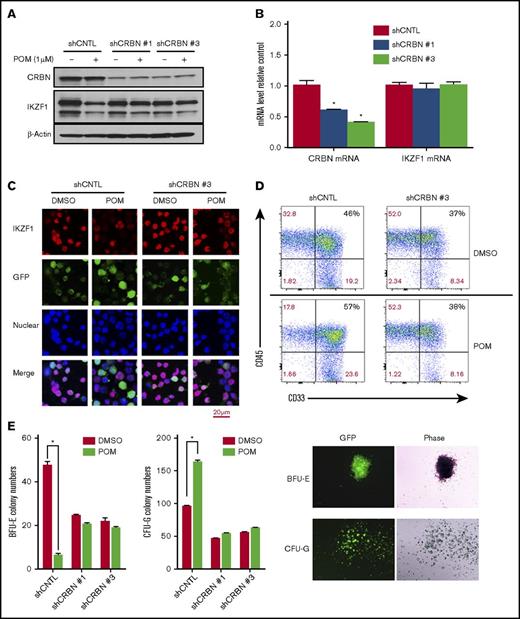 Figure 3. CRBN mediates IMiD-induced IKZF1 degradation, resulting in a CD34+ cell lineage shift. CD34+ cells were transduced using a lentivirus with control shRNA (shCNTL), CRBN-shRNA#1 (shCRBN-1), or CRBN-shRNA#3 (shCRBN-3). The transfected cells were then sorted for GFP positivity 3 days after transduction. (A) GFP-sorted cells were treated with DMSO (0.01%) or POM (1 μM) for 6 hours. Cell lysates were analyzed by western blotting to compare the levels of CRBN and IKZF1. β-actin was used as a control. (B) The CRBN and IKZF1 mRNA levels in GFP-sorted CD34+ cells were analyzed by qRT-PCR. (C) shCNTL and shCRBN-3 CD34+ cells were treated with POM (1 μM) or DMSO (0.01%) for 6 hours. The treated cells were subsequently fixed with 4% formaldehyde and stained for IKZF1 (red color) or GFP (green color), using DAPI for nuclear counterstaining (blue color). The localization of IKZF1 was observed using a Leica microscope (200×). (D) To analyze myeloid differentiation, for GFP+, CD33+, and CD45+ were analyzed in shCNTL and shCRBN-3 CD34+ cells using flow cytometry. (E) Control (CNTL), shCRBN-1, and shCRBN-3 CD34+ cells were treated with DMSO (0.01%) or POM (1 μM) and used for the colony-formation assays to evaluate BFU-E and CFU-G colony formation. After 14 day, the colonies were counted using a Leica microscope (25×). *P ≤ .05.