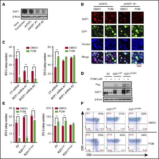 Figure 4. The IMiD-induced myeloid lineage shift of CD34+ cells is mediated by IKZF1. CD34+ cells were transduced using a lentivirus carrying the control shRNA (shCNTL), IKZF1-shRNA #1 (shIKZF1-1), or IKZF1-shRNA #2 (shIKZF1-2) sequence. At 3 days after transduction, the cells were sorted, and (A) the lysates were analyzed by western blotting to compare the levels of IKZF1. (B) The sorted cells were treated with POM (1 μM) or DMSO (0.01%) as a control for 6 hours, then fixed with 4% formaldehyde and stained for IKZF1 (red color) and GFP (green color) and with DAPI for nuclear counterstaining (blue color). The localization of IKZF1 was observed using a Leica microscope (200×). (C) shCNTL, shIKZF1-1 and shIKZF1-3 CD34+ cells were treated with DMSO (0.01%) or POM (1 μM) and subjected to colony-formation assays. After 14 days, the BFU-E and CFU-G colony numbers were counted. (D-E) CD34+ cells were transduced with empty vector (EV), PCDH-IKZF1-WT (IKZF1WT) or PCDH-IKZF1-Q146H (IKZF1Q146H) and sorted based on GFP expression after 3 days. (D) Sorted cells were treated with POM (1 μM) or DMSO (0.01%) for 6 hours. Cell lysates were analyzed by western blotting to compare levels of IKZF1. (E) Sorted cells were analyzed for GFP+, CD33+, and CD45+ by flow cytometry for the evaluation of myeloid differentiation. (F) Sorted cells were treated with DMSO (0.01%) or POM (1 μM) and subjected to colony-formation assays. After 14 days, the colonies were counted using a Leica microscope (25×). *P ≤ .05; **P ≤ .01.