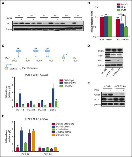 Figure 5. PU.1 is regulated by IKZF1 in CD34+ cells. (A) CD34+ cells were cultured with DMSO (0.01%) or POM (1 μM) for the indicated times, and compounds were added every 2 days. The cells were subsequently lysed and analyzed for PU.1 expression by western blotting. (B) CD34+ cells were treated with DMSO (0.01%), LEN, or POM (1 μM). IKZF1 and PU.1 mRNA levels were compared using qRT-PCR. (C) Chromatin immunoprecipitation analysis of DMSO (0.01%) or POM (1 μM)-treated CD34+ cells using an IKZF1 antibody or rabbit IgG as a negative control. The precipitated DNA fragments were subjected to qRT-PCR analysis with primers targeting the PU.1 promoter. (D) shCNTL, shIKZF1-1, and shIKZF1-3 CD34+ cell lysates were analyzed by western blotting to compare the levels of IKZF1, CRBN, and PU.1 (E) shCNTL and shCRBN- CD34+ cells were treated with DMSO (0.01%) or POM (1 μM) for 3 days. The cell lysates were then analyzed by western blotting to compare the levels of CRBN and PU.1. β-Actin was probed as a loading control. (F) shCNTL and shCRBN- CD34+ cells were treated with DMSO (0.01%) or POM (1 μM) for 24 hours and analyzed by chromatin immunoprecipitation assay using an IKZF1 antibody, or rabbit IgG as a negative control. The precipitated DNA fragments were subjected to qRT-PCR analysis with primers targeting the PU.1 promoter. **P ≤ .01.