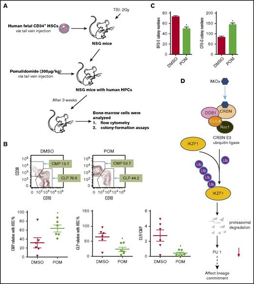 Figure 6. Pomalidomide affects lineage commitment in a NSG mouse model. (A) NOD.Cg-Prkdcscid Il2rgtm1Wjl/SzJ (NSG) mice received fetal CD34+ cells IV for engrafting with human hematopoiesis. (B) NSG mice exhibiting human hematopoiesis were injected IV with DMSO (0.1%, 100 µL) or POM (300 µg/kg) every 2 days. Three weeks later, bone marrow cells were subjected to flow cytometry for the detection of human progenitor cells, gated with human CD45+CD34+, and analyzed using antihuman CD45RA, CD38, CD10. Murine erythroid Ter119+ and Ly5+ cells and nucleated cells were excluded. (C) The partial bone marrow cells were sorted using human CD34+ MACS beads. The sorted cells were subsequently used for colony-formation assays. After 14 days, colony numbers were counted. (D) IMiD compounds directly bind to CRBN in human CD34+ cells, which leads to IKZF1 ubiquitination and promotes protein degradation. The loss of IKZF1 decreases PU.1 expression in human CD34+ cells and leads to a shift to myeloid lineage commitment with inhibition of myeloid maturation. The inhibition of myeloid maturation might lead to neutropenia and an increased risk for secondary malignancies. *P ≤ .05.