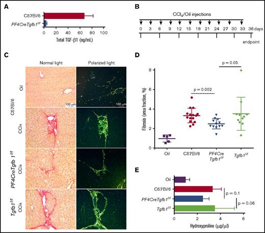 Figure 1. PF4CreTgfb1f/f mice are partially protected from developing CCl4-induced liver fibrosis. (A) Homozygous PF4CreTgfb1f/f mice had >90% less TGF-β1 in their platelets than did their littermate controls, as measured with a Duo-Set enzyme-linked immunosorbent assay (ELISA) kit (n = 7; P < .0001). (B) Depiction of the experimental protocol showing CCl4 or oil challenge time points (indicated by arrows) for the duration of the 36-day experiment. (C) Picrosirius red staining was performed on liver sections of oil- or CCl4-challenged WT or PF4CreTgfb1f/f mice according to the protocol shown in panel B. Fibrotic areas in red (images taken under a normal light microscope) and a mixture of green, red, and yellow fluorescent color pictures (taken under polarized light) showed collagen accumulation (representative images are shown). (D) Quantification of fibrotic areas from images taken with a polarized light microscope showed that PF4CreTgfb1f/f mice had smaller fibrotic areas than those of C57Bl/6 (WT) or littermate control (Tgfb1f/f) mice (percentage of picrosirius red–stained fibrosis areas was 2.5% ± 0.5% in PF4CreTgfb1f/f mice, 3.3% ± 0.7% in WT mice, 3.5% ± 1.7% in Tgfb1f/f mice, and 1.0% ± 0.3% in oil-challenged WT controls; P = .002 for PF4CreTgfb1f/f mice vs WT mice; P = .05 for PF4CreTgfb1f/f vs Tgfb1f/f mice; P < .0001 for CCl4-challenged vs oil-challenged WT mice). (E) Total collagen content in liver tissue was measured by the hydroxyproline assay, with lower collagen levels found in PF4CreTgfb1f/f mice (n = 11) than in WT (n = 9) and Tgfb1f/f (n=-5) mice after CCl4 challenge (P = .1 WT vs PF4CreTgfb1f/f mice; P = .06 Tgfb1f/f vs PF4CreTgfb1f/f mice).