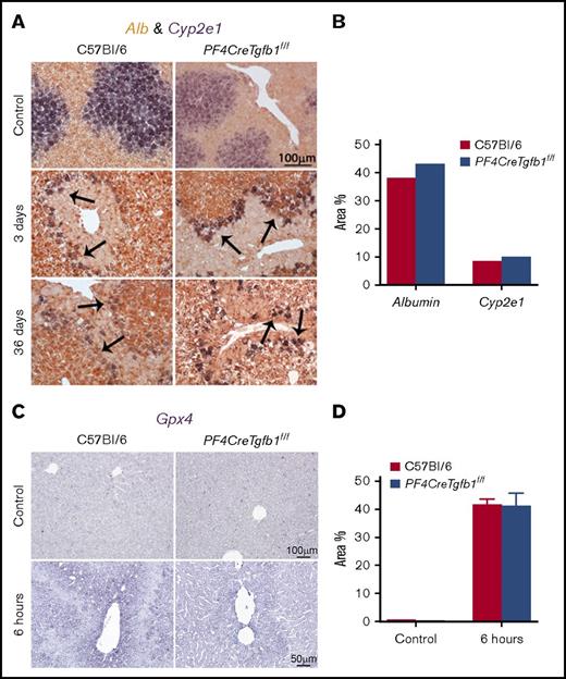 Figure 2. Expression of Cyp2e1 and Alb mRNA in livers after CCl4 challenge by in situ hybridization. Liver sections were subjected to in situ hybridization with specific probes for Cyp2e1 and Alb genes. (A) Double in situ hybridization showed staining of Cyp2e1-expressing cells as a deep blue color stained with NBT/BCIP-substrate bordering the injured areas (indicated by the arrows), mainly in the pericentral vein area. Alb expression, shown in deep brown stained with INT/BCIP-substrate, was observed throughout the liver, except in the pericentral vein area, at 3 days and 36 days after CCl4 challenges in both WT and PF4CreTgfb1f/f mice. (B) Quantification of Cyp2e1 and Alb expression showed cells expressing the Cyp2e1 gene in the injured areas around the pericentral veins in both WT and PF4CreTgfb1f/f mice at 3 days after CCl4 challenge. (C) Gpx4 expression in the liver was assessed by in situ hybridization using NBT/BCIP-substrate and showed similar expression levels in both WT and PF4CreTgfb1f/f mice at 6 hours after CCl4 challenge. (D) Quantification of Gpx4 6 hours after CCl4 challenge in WT and PF4CreTgfb1f/f mice.