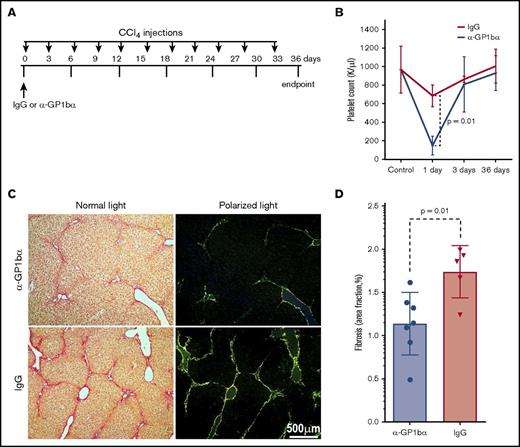 Figure 3. Transient thrombocytopenia partially protects CCl4-induced liver fibrosis. (A) Experimental protocol showing IgG vs anti-GP-1bα (α-GP1bα) injection times and the CCl4 challenge time points (indicated by arrows) for the duration of the 36-day experiment. (B) Platelet counts showed marked thrombocytopenia in WT mice 1 day after α-GP1bα antibody administration (P = .01 for isotype-matched IgG vs α-GP1bα injections). (C) Picrosirius red staining images at 36 days (both light and polarized light microscopy) showed fibrotic areas in liver sections of WT mice pretreated with IgG or α-GP1bα and then subjected to CCl4 challenge. (D) Quantification of liver fibrosis showed that mice pretreated with α-GP1bα (n = 7) had significantly less fibrosis than those pretreated with IgG (n = 5; P = .01) at 36 days.