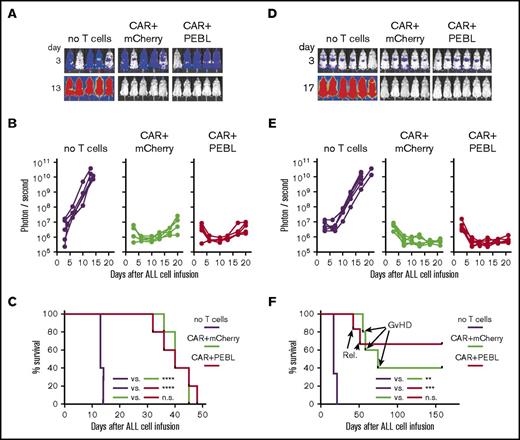 Figure 7. T cells with CD3/TCRαβ knock-down by PEBL and CAR expression kill leukemia cells in mice. (A) NSG mice were IV injected with 5 × 105 Nalm6-luciferase cells. Three days later, mice received 2 × 107 T-lymphocytes transduced with anti-CD19-41BB-CD3ζ CAR plus either PEBL or mCherry alone; other mice received tissue culture medium instead (“no T cells”). Bioluminescence images on day 3 are shown with enhanced sensitivity to illustrate Nalm6 engraftment. (B) Symbols correspond to the average bioluminescence signal in ventral and dorsal imaging. (C) Kaplan-Meier curves and log-rank test for overall survival. Mice were euthanized when the ventral and dorsal bioluminescence average signal reached 1 × 1010 photons per second. ****P < .0001. (D) NSG mice were IV injected with 5 × 105 Nalm6-luciferase cells and with 2 × 107 T lymphocytes on day 3 as described in panel A. Before T lymphocytes injection, mice received 2.5 Gy total body irradiation. Bioluminescence images on day 3 are shown with enhanced sensitivity to illustrate Nalm6 engraftment. (E) Symbols correspond to bioluminescence average by ventral and dorsal imaging. (F) Kaplan-Meier curves and log-rank test for overall survival. Mice were euthanized when the ventral and dorsal bioluminescence average signal reached 1 × 1010 photons per second, or when signs of GVHD (>20% weight reduction exceeded in 2 consecutive measurements, with reduced mobility and/or fur loss) were evident. GVHD occurred in 3 of the 5 CAR+mCherry mice and 0 of the 6 CAR+PEBL mice; relapse (“Rel.”) rates were 0 of 5 vs 2 of 6, respectively. **P = .0014; ***P = .0006.