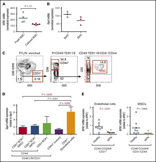 Figure 1. Sipa1 is expressed in BM mesenchymal cells and downregulated in the stromal cells from patients with MPN. (A-B) Microarray analysis showed SIPA1 gene expression in native and culture-expanded BM MSCs of healthy donors (A) and mice (B). The data on SIPA1 expression in human MSCs were extracted from 2 independent experiments previously done on the freshly sorted CD45−CD235A−CD31−CD44− cells and the culture-expanded MSCs. The data on Sipa1 expression in the Ebf2+ MSCs were from 3 independent experiments. The expression in mouse cells was normalized to 4 housekeeping genes, including Gapdh, β-Actin, Transferrin Receptor, Pyruvate Carboxylase, in mouse cells and to 3 housekeeping genes, including GAPDH, β-Actin, ISGF-3 (STAT1), in human cells by DNA-Chip analyzer (dChip) analysis, as described.27,28 (C) FACS profiles showing the gating strategy for sorting of SCA1+CD51+ MSCs, SCA1−CD51+ MPCs, and the more mature SCA1−CD51− stromal cells from young adult mouse BM. The cells were first gated within CD45−TER119−CD31−CD44− cells, and then the CD31+ endothelial cells and the CD44+ mature stromal cells were gated within the CD45−TER119− cells as indicated. (D) qPCR analysis of Sipa1 messenger RNA (mRNA) expression in the BM stromal cell subsets. Data are mean ± standard error of the mean (SEM), from 5 independent experiments. Hprt was used to normalize the expression. P values were calculated by unpaired Student t test. (E) qPCR analysis revealed downregulation of SIPA1 expression in the BM endothelial cells and MSCs of newly diagnosed patients with CML, CNL, and CMML. P values between the patients and the age-matched healthy controls were tested by unpaired Mann-Whitney U test. HPRT was used to normalize the expression. Red dot indicates CMML and CNL samples.