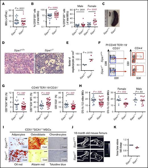 Figure 2. Myeloproliferation and altered BM niches in aged Sipa1−/− MPN mice. The PB, BM, and spleen from the age- and sex-matched aged (16-17 months old) Sipa1+/+ and Sipa1−/− mice were collected for analyzing both hematopoiesis and BM niches. Statistical analysis was performed by unpaired Mann-Whitney U test. (A) Total white blood cells (WBCs) in 16-month-old Sipa1+/+ and Sipa1−/− mice. (B) Myeloid cells in the PB of the Sipa1+/+ and Sipa1−/− male and female mice. (C) A representative splenomegaly (right) of the aged Sipa1−/− mice. (D) Hematoxylin and eosin (H&E) staining of dysplastic MKs in the Sipa1−/− mouse BM. Scale bars represent 50 μm. (E) The increased numbers of MKs in the Sipa1−/− mouse BM. The data are expressed as numbers per squared millimeters. (F) FACS profiles for phenotypic analysis of BM stromal cells in the Sipa1+/+ and Sipa1−/− mice. The CD44− cells were first gated within CD45−TER119−CD31− cells and then subdivided into SCA1+CD51+ MSCs, SCA1−CD51+ MPCs, and SCA1−CD51− mature stromal cells. (G) Altered stromal cell composition in the BM of 16-month-old Sipa1−/− mice. Data are percent of the cells within total CD45−TER119−CD31− cells from 8 independent experiments. (H) CFU-F frequencies in whole BM cells. The right panel shows the difference in the frequencies of CFU-Fs observed between the female or male Sipa1+/+ and Sipa1−/− mice. (I) Multilineage differentiation potentials of the Sipa1−/− BM MSCs. Scale bars represent 250 μm (left), 500 μm (middle), and 100 μm (right). n = 3 independent sorting experiments. (J) μCT images of femurs in the aged Sipa1+/+ and Sipa1−/− female mice. Scale bars represent 1.0 mm. (K) Femoral bone volumes of Sipa1+/+ and Sipa1−/− mice. The statistical difference was determined by Mann-Whitney U test (A) or unpaired Student t test (B-E,G-H). See also supplemental Figure 1. Cont, control.