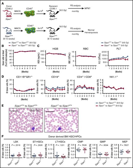 Figure 3. Sipa1−/− hematopoietic cells failed to develop any hematological disorders after transplantation into young Sipa1+/+ mice. (A) Transplantation setup. The CD45.2+ cells from 8- to 10-week-old Sipa1+/+ or Sipa1−/− mouse BM were transplanted into lethally irradiated CD45.1 Sipa1+/+ recipient mice (8-10 weeks old). Donor-derived lineages in the PB were analyzed by FACS monthly after transplantation. (B) Total donor engraftment in the recipient PB. (C) Red blood cells (RBC), hemoglobin (HGB), and platelets (PLT) in the recipient PB. (D) FACS analysis of blood lineage reconstitution after transplantation. The data are mean ± SEM, from 2 independent experiments, n = 9 to 10 per group. (E) H&E staining of PB smears of the Sipa1+/+ recipients 9 months after transplantation of donor Sipa1−/− or Sipa1+/+ BM CD45.2+ cells. Scale bars represent 25 μm. (F) Reconstitution of HSPCs in the recipient BM 9 months after transplantation. CMP, common myeloid progenitor; LT-HSCs, long-term HSCs; ST-HSCs, short-term HSCs.