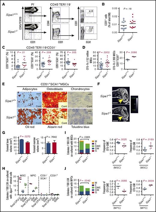 Figure 4. Phenotypic and functional alterations of BM mesenchymal cells in the Sipa1−/− mice prior to the initiation of MPN. (A) Representative FACS profiles of the analysis of BM stromal cells subsets in 3-month-old Sipa1+/+ and Sipa1−/− mice. The CD45−TER119−CD31−PI− cells were first divided into the CD44− and CD44+ cells. The SCA1+CD51+ MSCs, SCA1+CD51− MPCs, and SCA1−CD51− cells were subsequently gated within the CD44− cells. (B) The frequency of CD31+ cells in the Sipa1+/+ and Sipa1−/− mouse BM. (C) The percent of the MSCs, MPCs, and the SCA1−CD51− cells within total CD45−TER119−CD31− stromal cells. The data are from 3 independent experiments. (D) CFU-F frequencies in Sipa1+/+ and Sipa1−/− mouse BM MNCs and FACS-sorted MSCs. (E) Multilineage differentiation potentials of MSCs from Sipa1+/+ and Sipa1−/− BM. Scale bars represent 250 μm (left), 500 μm (middle), and 50 μm (right). n = 3 independent sorting experiments. (F) Representative μCT images of the longitudinal femoral section indicating reduced bone mass of Sipa1−/− mouse femurs. Scale bars represent 1.0 mm. (G) Femoral bone (left) and marrow (right) volumes of Sipa1+/+ and Sipa1−/− mice. n = 3 per group of each genotype. (H) Colony-forming unit in culture (CFU-C) colonies derived from 100 LSK cells cocultured with Sipa1+/+ BM MSC, MPC, CD51−SCA1− mature stromal cells and endothelial cells. Total CFU-C, colonies with GM, G, M, erythrocytes (E), and GME lineages were counted. (I-J) The numbers of CFU-C colonies per 100 LSK cells after coculture with Sipa1+/+ and Sipa1−/− MSC (I) and MPC (J). Data were collected from 2 to 3 independent experiments. The statistical difference was determined by unpaired Student t test. See also in supplemental Figure 2.