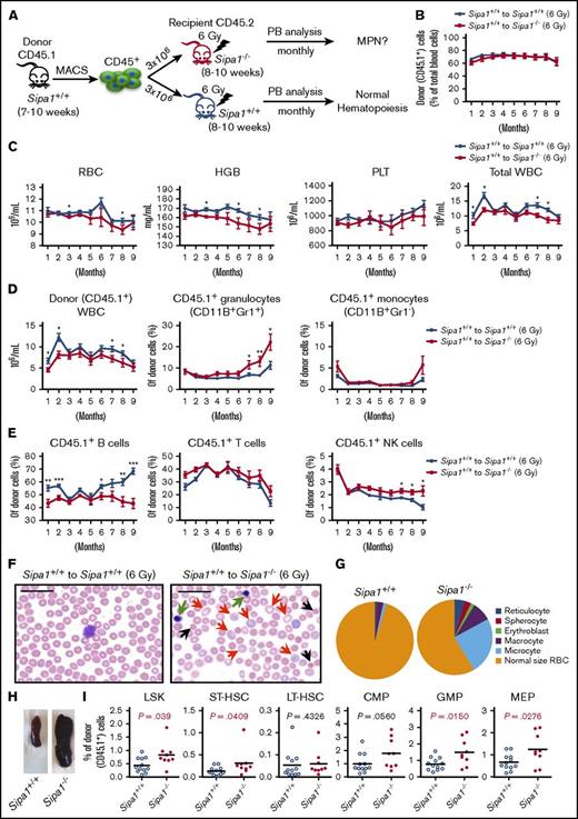 Figure 5. Sipa1−/− niche induces MDS/MPN from normal hematopoietic cells after transplantation following sublethal irradiation. (A) Experimental design, normal hematopoietic cells. Three million normal BM CD45.1+ cells from a 7- to 10-week-old Sipa1+/+ mouse were sorted by magnetic-activated cell sorting (MACS) and transplanted into sublethally irradiated CD45.2+ young (8-10 week old) Sipa1+/+ and Sipa1−/− recipient mice. The PB of the recipients was monitored monthly after transplantation. (B) Total donor-derived blood reconstitution in the Sipa1+/+ and Sipa1−/− recipients after transplantation. Data are mean ± SEM, from 2 independent experiments, n = 12 Sipa1+/+ recipients and n = 10 Sipa1−/− recipients. (C) RBCs, HGB, PLTs, and total WBCs in the recipient PB. The PB was analyzed monthly for monitoring the development of the disorders in the PB of the sublethally irradiated Sipa1+/+ and Sipa1−/− recipients after transplantation. (D) Donor-derived WBC and myeloid cells in Sipa1+/+ and Sipa1−/− mice after transplantation. (E) Donor-derived B cells, T cells, and natural killer cells in the Sipa1+/+ and Sipa1−/− mice after transplantation. (F) H&E staining of PB smears of the Sipa1+/+ and Sipa1−/− recipients 9 months after transplantation. Scale bars represent 25 μm. Black arrows indicate microcytes; red arrows indicate macrocytes, and green arrows indicate erythroblasts, respectively. (G) Distribution of reticulocytes, macrocytes, microcytes, spherocytes, erythroblasts, and normal size RBC. (H) Splenomegaly in the Sipa1−/− recipients 6 to 9 months after transplantation. (I) Enhanced expansion of donor-derived HSPCs in the recipient Sipa1−/− BM 9 months after transplantation. The donor-derived (CD45.1+) HSCs and HPCs were calculated in total BM Lineage (LIN)− cells. *P < .05; **P < .01; ***P < .001, analyzed by unpaired Mann-Whitney U test. See also in supplemental Figure 3.