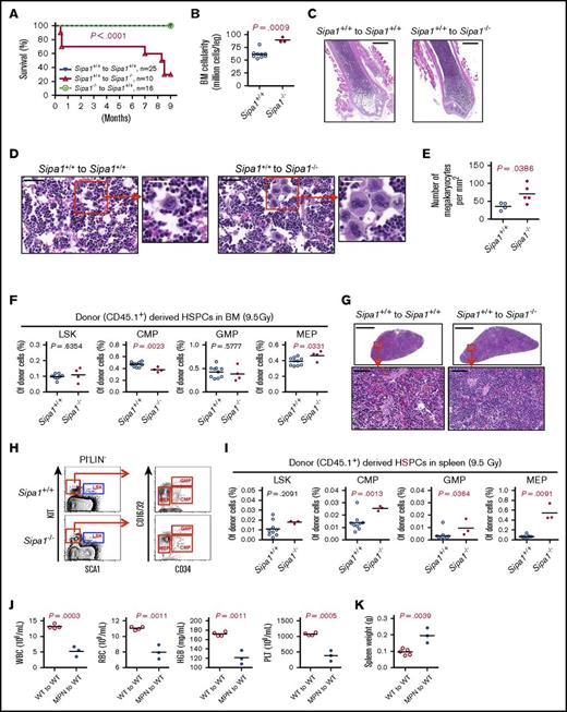 Figure 6. Development of lethal MDS/MPN in the lethally irradiated Sipa1−/− recipients. Three million normal BM CD45.1+ cells from 8- to 9-week-old Sipa1+/+ mice were transplanted into lethally irradiated CD45.2+ young (8-10 week old) Sipa1+/+ and Sipa1−/− recipient mice. (A) Kaplan-Meier survival curves of the lethally irradiated Sipa1+/+ and Sipa1−/− recipients after transplantation. The statistic difference was determined by Logrank Mantel Cox test. (B) The total BM cellularity 9 months after the transplantation. (C) Representative H&E-stained femoral sections showed increased leukocytes infiltration in the BM from the Sipa1−/− recipients. Scale bars represent 1.0 mm. (D) Representative H&E-stained femoral sections showed increased MKs in the BM of the Sipa1−/− recipient mice. Scale bars represent 50 μm (black) and 25 μm (white). (E) The increased numbers of MKs in the Sipa1−/− recipient bone sections. The data are expressed as numbers per squared millimeters. (F) The frequencies of HSPCs in the recipient BM at the endpoint of the experiments. (G) H&E-stained spleen sections of Sipa1+/+ and Sipa1−/− recipients 9 months after transplantation. Scale bars represent 1.0 mm for the upper panels and 50 μm for the lower panels. (H) Representative FACS profile showing gating strategy for HSPCs in spleen of Sipa1+/+ and Sipa1−/− recipients 7 to 9 months after transplantation. (I) Frequencies of HSPCs in spleens of the Sipa1+/+ and Sipa1−/− recipients. (J) Reduced mature blood cells in the PB of secondary recipients 6 months after transplantation of the spleen cells from a primary Sipa1−/− recipient with MPN. (K) The spleen weight of the secondary recipient mice 6 months after transplantation. The statistical differences in panels B-K were determined by nonparametric Mann-Whitney U test or parametric Student t test with Welch’s correction according the data distribution. See also in supplemental Figure 4. KIT, CD117 or Proto-Oncogene C-Kit; WT, wild type.