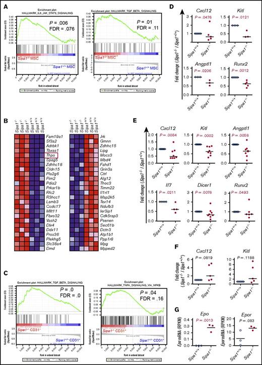 Figure 7. Altered molecular profiles of BM stromal cell subsets in Sipa1−/− young adult mice. Gene set enrichment analysis was carried out on the RNA-sequencing data to identify differentially expressed genes in the Sipa1−/− stromal cells. The RNA sequencing was performed on FACS-sorted BM MSCs, MPCs, and endothelial cells from 2 to 3-month-old mice. Data were from 3 independent experiments. False discovery rate-q value represents the false discovery rate of the P value. (A) Upregulated IL-6/JAK2/STAT3 and TGF-β signaling pathways in the Sipa1−/− MSCs vs Sipa1+/+ MSCs. (B) The top 25 altered genes in the Sipa1−/− MPCs relative to that in the Sipa1+/+ mice. The red frame highlights Thpo gene. Red indicates high expression, and blue indicates low expression. (C) Enhanced TGF-β and TNF-α signaling in the Sipa1−/− endothelial cells. (D) qPCR analysis of Kitl, Angptl1, Cxcl12, and Runx2 expressions in Sipa1+/+ and Sipa1−/− MSCs. (E) qPCR analysis of Kitl, Angptl1, Il7, Cxcl12, Dicer1, and Runx2 expressions in Sipa1+/+ and Sipa1−/− MPCs. (F) qPCR analysis of Kitl and Cxcl12 expressions in Sipa1+/+ and Sipa1−/− endothelial cells. The statistical differences in panels D-F were analyzed by unpaired Mann-Whitney U test or Kolmogorov-Smirnov test. (G) RNA sequencing revealed upregulation of Epo and Epor in the Sipa1−/− endothelial cells. P values were calculated by unpaired Student t test. See also in supplemental Figures 5 and 6.